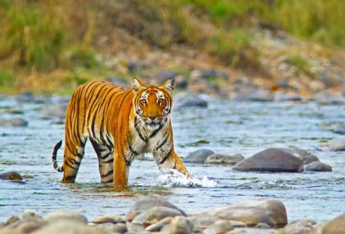 Jim Corbett National Park Safari & Garjia Devi Temple